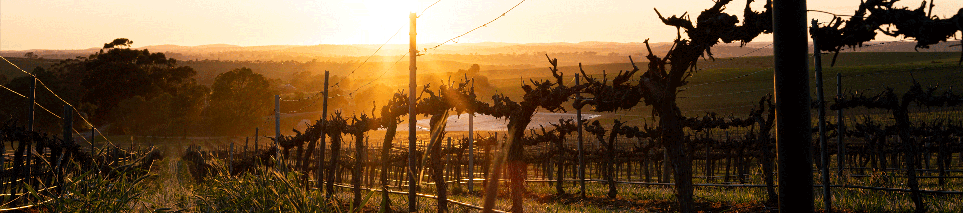 Penfolds Vineyard at Sunrise