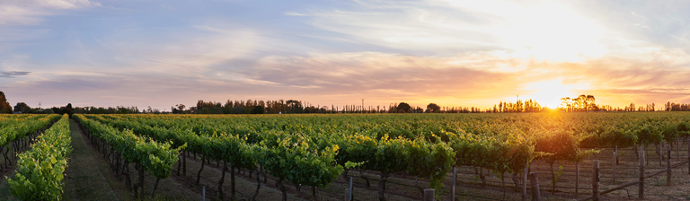 Sunrise over the vineyard Coonawarra