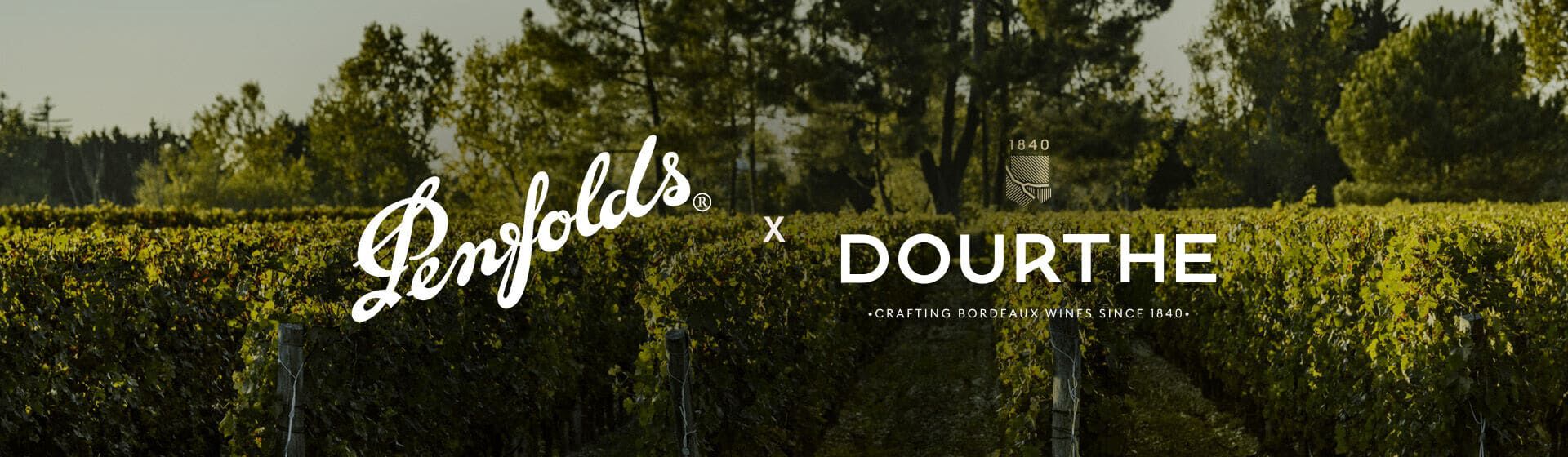 View over vines in Bordeaux 