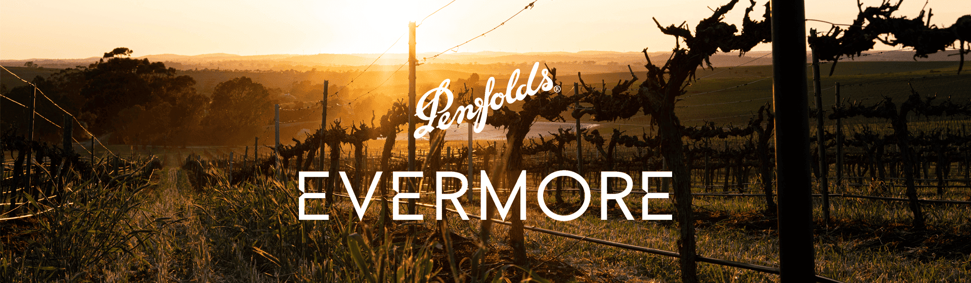 Autumn vineyard at sunrise.  golden sunlight appears at the bottom of a row of vines