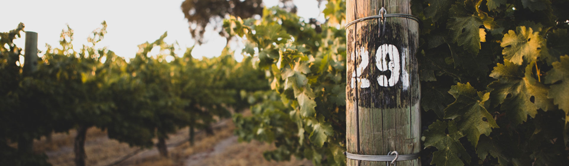 Close up of Paso Robles Vineyards