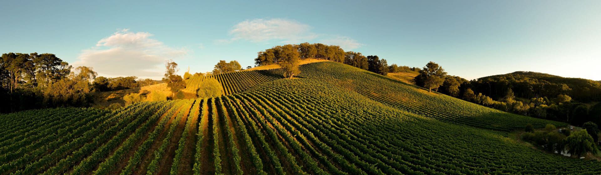 Rolling hills of Penfolds Vineyards