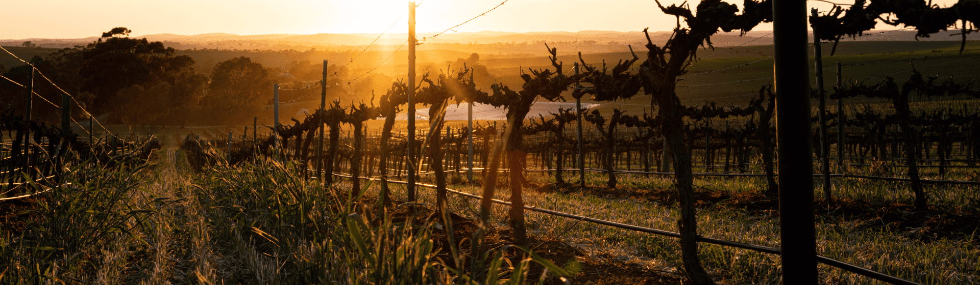 Autumn vineyard at sunrise.  golden sunlight appears at the bottom of a row of vines