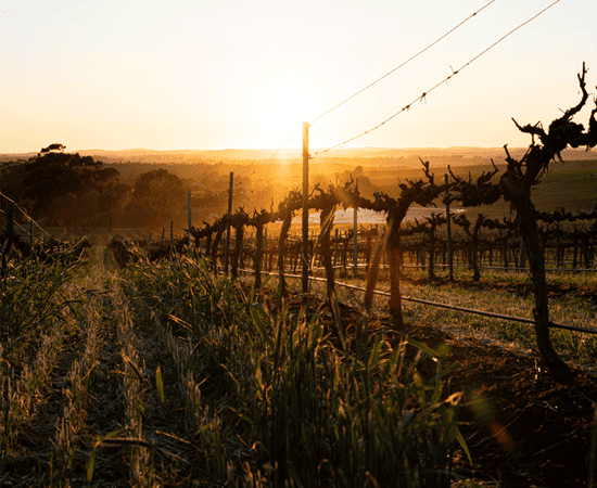 Penfolds Vineyard with sun setting