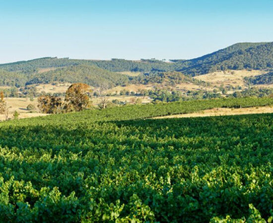 The Penfolds Chardonnay Story