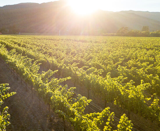 Penfolds French Vineyards