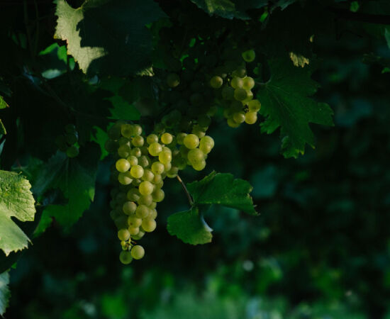 Penfolds Grape Varietals