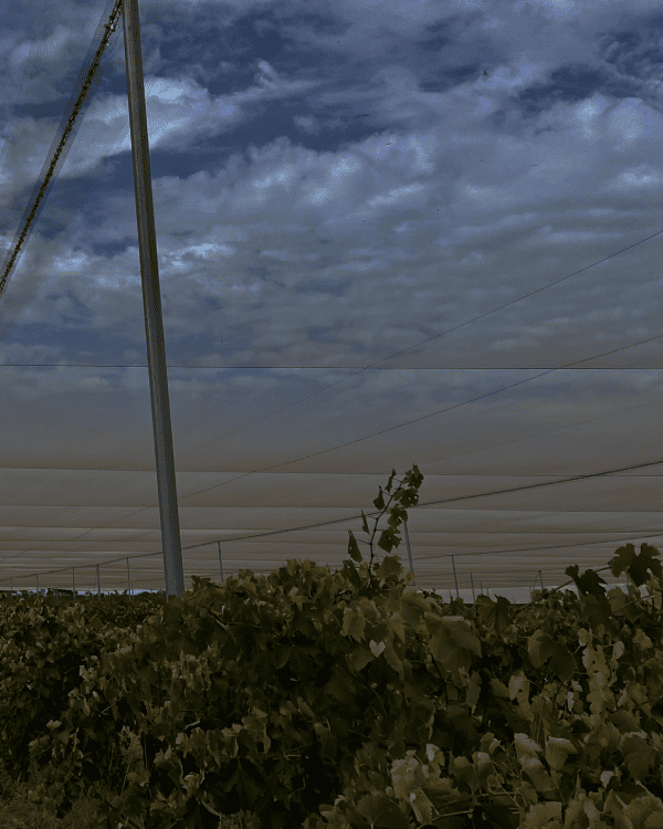 NETTED VINEYARD CANOPY