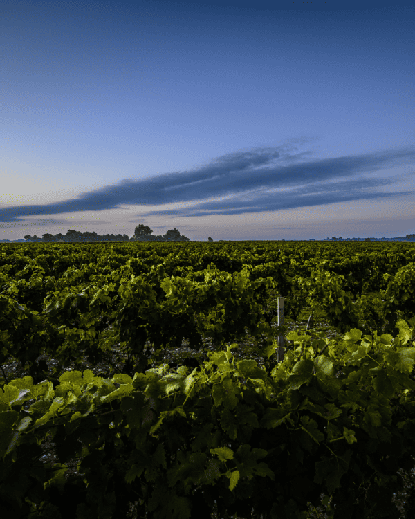 EVERMORE GRANT PROGRAM