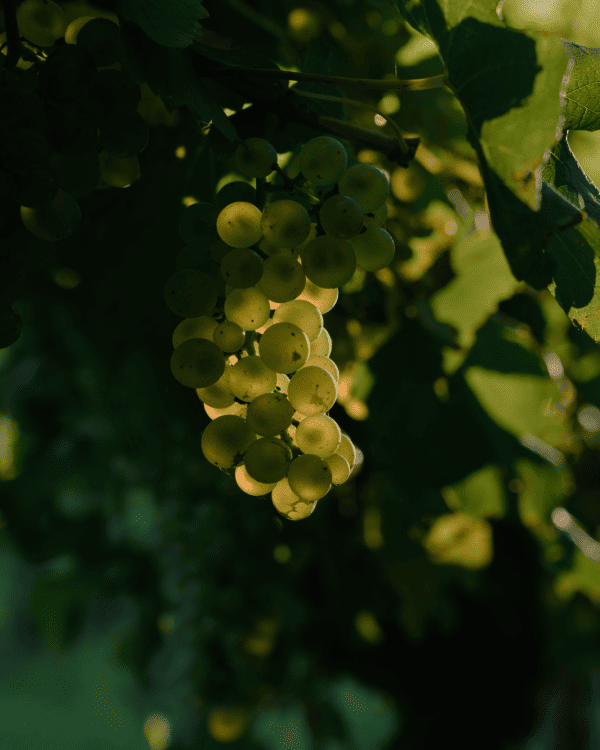 Asia Pacific Scholarship