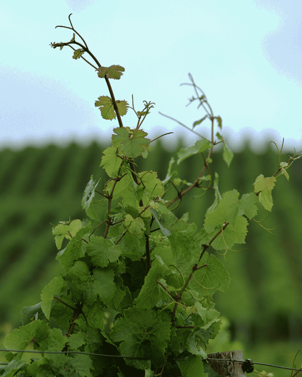 PHD SCHOLARSHIP RECIPIENT