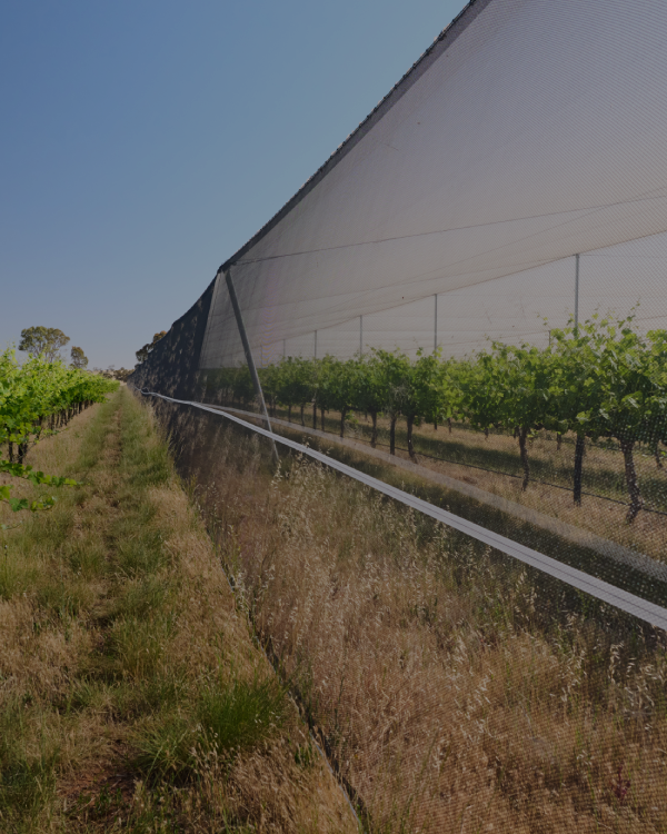 Vineyard Canopy