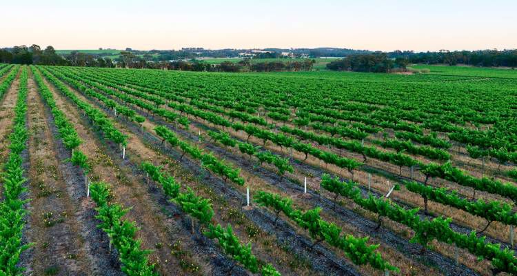 Penfolds Kalimna Vineyard