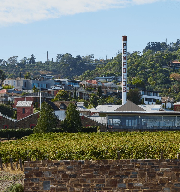 Magill Estate Cellar Door landscape