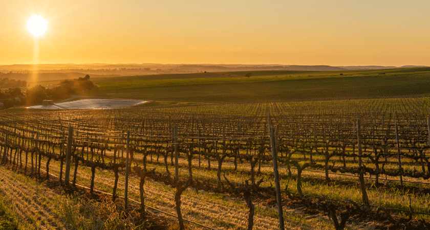 Botanic Vineyard, Clare Valley at sunrise in winter