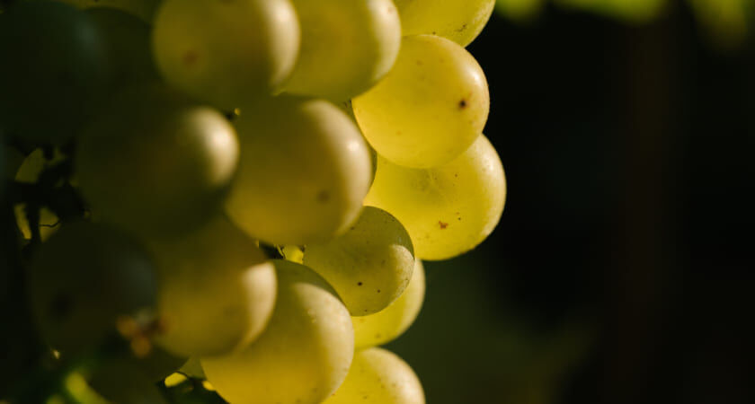 Close up of Penfolds g5 back label.  Calligraphy script shows g5, 2014 Grange and 2012 Grange
