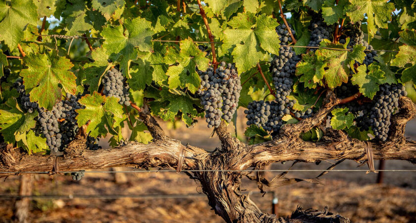 Close up of vines and grapes in Oakville