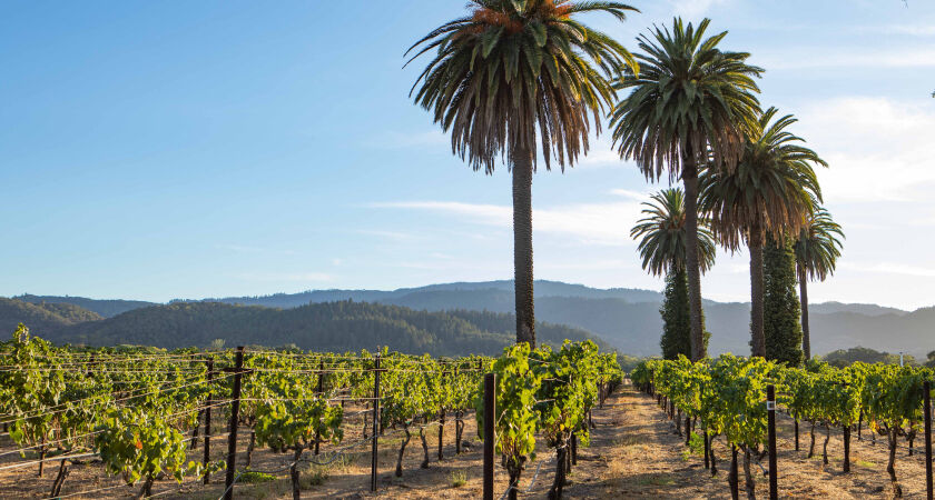 Oakvile vineyards with palm trees