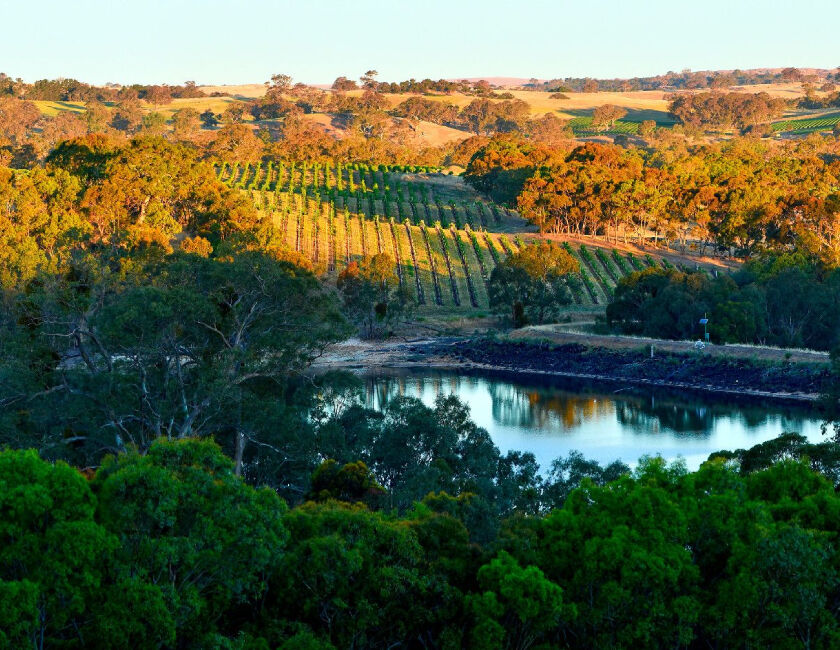 Vineyard in the Eden Valley Wine Region