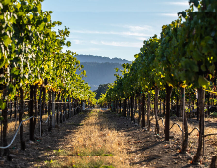 Grapevines in Penfolds' Napa Valley vineyard 