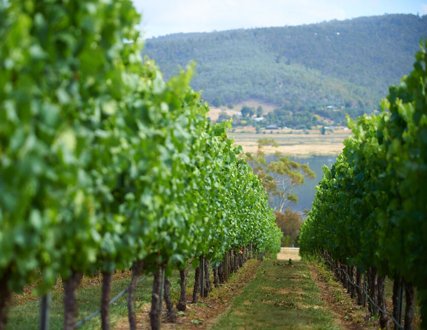Tasmanian Vineyard