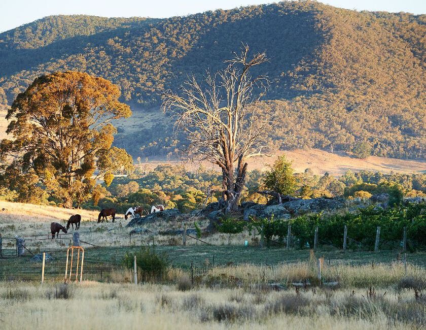  Vineyard in the Tumbarumba wine region 