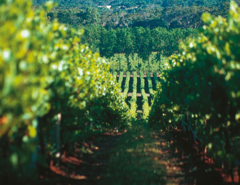 Close-up of leafy vineyard in the Henty wine region 