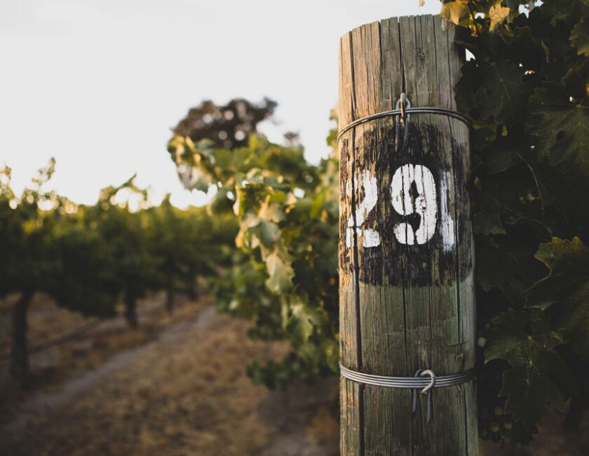Closeup of vineyard post in Paso Robles