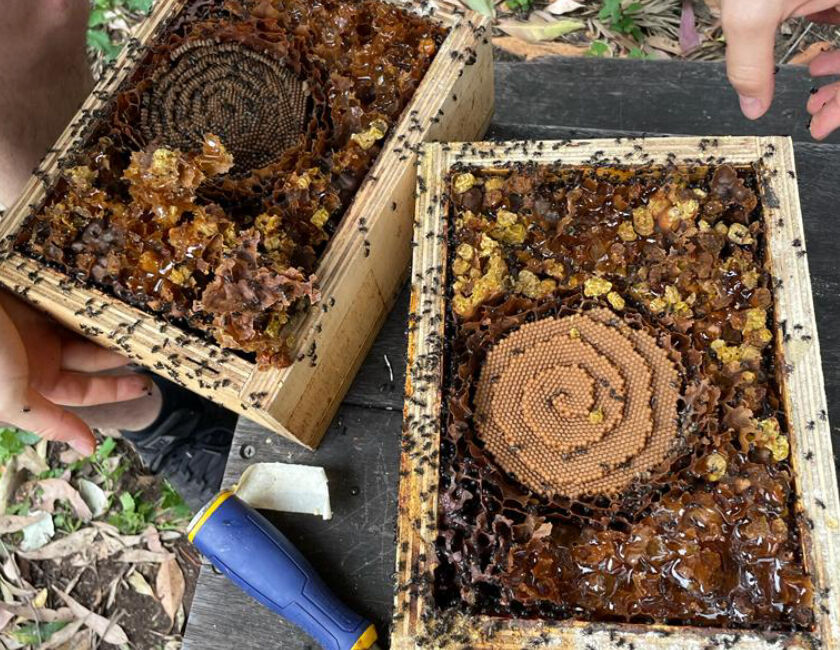 Planting Seeds Project, Penfolds Evermore Grant Recipient