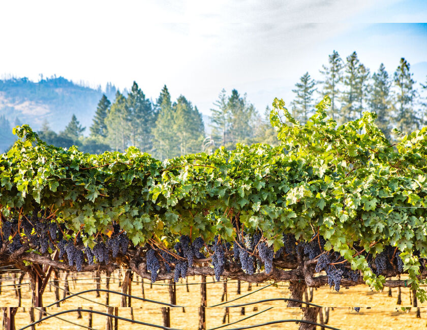 Ripe grapevines in Sanoma County 