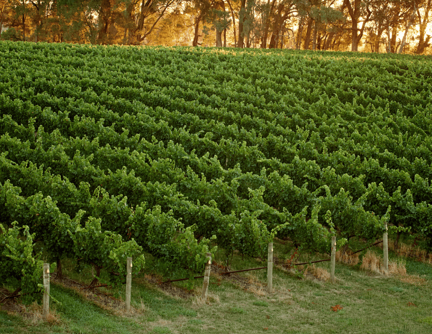 Penfolds vineyard