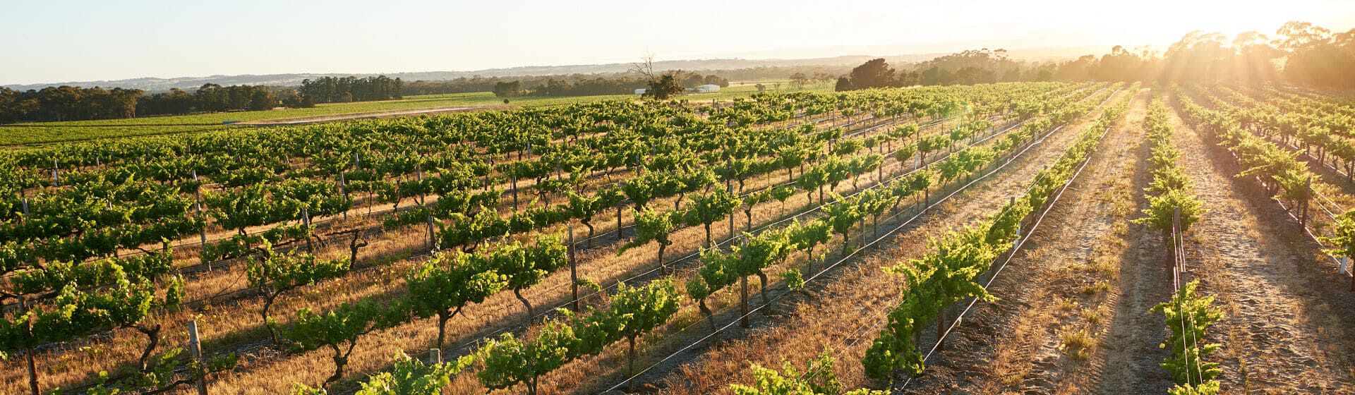 Barossa Region