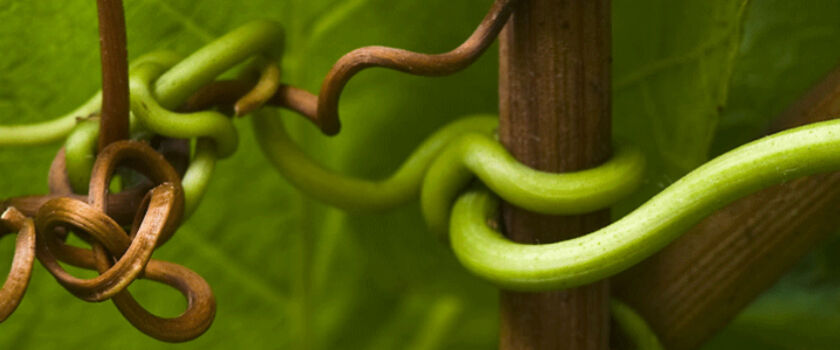 Penfolds Riesling Grapes